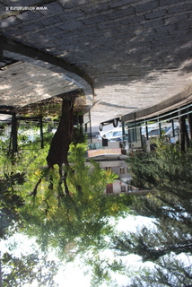 Sophora parco Zafferana